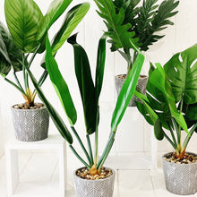 Load image into Gallery viewer, Liven up your indoor spaces with our Artificial Assorted Ferns in Grey Decorative Pot. Perfect for a windowsill display or adding a splash of green to a bathroom or bedroom, without the hassle of maintenance.| Bliss Gifts & Homewares | Unit 8, 259 Princes Hwy Ulladulla | South Coast NSW | Online Retail Gift & Homeware Shopping | 0427795959, 44541523