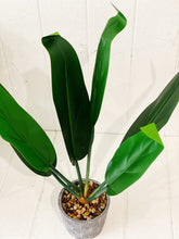 Load image into Gallery viewer, Liven up your indoor spaces with our Artificial Assorted Ferns in Grey Decorative Pot. Perfect for a windowsill display or adding a splash of green to a bathroom or bedroom, without the hassle of maintenance.| Bliss Gifts & Homewares | Unit 8, 259 Princes Hwy Ulladulla | South Coast NSW | Online Retail Gift & Homeware Shopping | 0427795959, 44541523