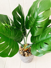 Load image into Gallery viewer, Liven up your indoor spaces with our Artificial Assorted Ferns in Grey Decorative Pot. Perfect for a windowsill display or adding a splash of green to a bathroom or bedroom, without the hassle of maintenance.| Bliss Gifts & Homewares | Unit 8, 259 Princes Hwy Ulladulla | South Coast NSW | Online Retail Gift & Homeware Shopping | 0427795959, 44541523
