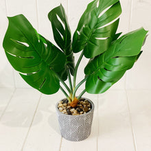 Load image into Gallery viewer, Liven up your indoor spaces with our Artificial Assorted Ferns in Grey Decorative Pot. Perfect for a windowsill display or adding a splash of green to a bathroom or bedroom, without the hassle of maintenance.| Bliss Gifts & Homewares | Unit 8, 259 Princes Hwy Ulladulla | South Coast NSW | Online Retail Gift & Homeware Shopping | 0427795959, 44541523