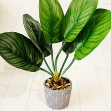 Load image into Gallery viewer, Liven up your indoor spaces with our Artificial Assorted Ferns in Grey Decorative Pot. Perfect for a windowsill display or adding a splash of green to a bathroom or bedroom, without the hassle of maintenance.| Bliss Gifts & Homewares | Unit 8, 259 Princes Hwy Ulladulla | South Coast NSW | Online Retail Gift & Homeware Shopping | 0427795959, 44541523