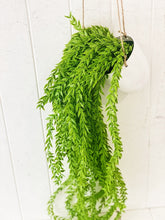 Load image into Gallery viewer, Liven up your indoor spaces with our Artificial Hanging Greenery in large. Perfect for adding a splash of green to a bathroom or bedroom, without the hassle of maintenance. Approx: 100cm.| Bliss Gifts & Homewares | Unit 8, 259 Princes Hwy Ulladulla | South Coast NSW | Online Retail Gift & Homeware Shopping | 0427795959, 44541523
