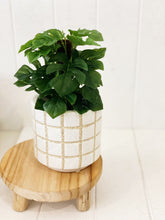 Load image into Gallery viewer, Liven up your indoor spaces with our Artificial Monstera & Philodendron in cement look Pot. Perfect for a windowsill display or adding a splash of green to a bathroom or bedroom, without the hassle of maintenance. Approx: 25cm.| Bliss Gifts & Homewares | Unit 8, 259 Princes Hwy Ulladulla | South Coast NSW | Online Retail Gift & Homeware Shopping | 0427795959, 44541523