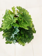 Load image into Gallery viewer, Liven up your indoor spaces with our Artificial Monstera & Philodendron in cement look Pot. Perfect for a windowsill display or adding a splash of green to a bathroom or bedroom, without the hassle of maintenance. Approx: 25cm.| Bliss Gifts & Homewares | Unit 8, 259 Princes Hwy Ulladulla | South Coast NSW | Online Retail Gift & Homeware Shopping | 0427795959, 44541523