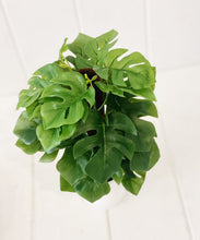 Load image into Gallery viewer, Liven up your indoor spaces with our Artificial Monstera & Philodendron in cement look Pot. Perfect for a windowsill display or adding a splash of green to a bathroom or bedroom, without the hassle of maintenance. Approx: 25cm.| Bliss Gifts & Homewares | Unit 8, 259 Princes Hwy Ulladulla | South Coast NSW | Online Retail Gift & Homeware Shopping | 0427795959, 44541523