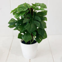 Load image into Gallery viewer, Liven up your indoor spaces with our Artificial Monstera & Philodendron in cement look Pot. Perfect for a windowsill display or adding a splash of green to a bathroom or bedroom, without the hassle of maintenance. Approx: 25cm.| Bliss Gifts & Homewares | Unit 8, 259 Princes Hwy Ulladulla | South Coast NSW | Online Retail Gift & Homeware Shopping | 0427795959, 44541523