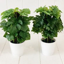 Load image into Gallery viewer, Liven up your indoor spaces with our Artificial Monstera & Philodendron in cement look Pot. Perfect for a windowsill display or adding a splash of green to a bathroom or bedroom, without the hassle of maintenance. Approx: 25cm.| Bliss Gifts & Homewares | Unit 8, 259 Princes Hwy Ulladulla | South Coast NSW | Online Retail Gift & Homeware Shopping | 0427795959, 44541523