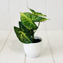 Load image into Gallery viewer, Liven up your indoor spaces with our Artificial Taro & Lotus in White Pot. Perfect for a windowsill display or adding a splash of green to a bathroom or bedroom, without the hassle of maintenance. Approx: 15cm.| Bliss Gifts & Homewares | Unit 8, 259 Princes Hwy Ulladulla | South Coast NSW | Online Retail Gift & Homeware Shopping | 0427795959, 44541523