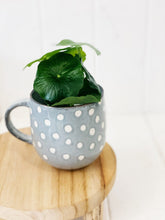 Load image into Gallery viewer, Liven up your indoor spaces with our Artificial Taro & Lotus in White Pot. Perfect for a windowsill display or adding a splash of green to a bathroom or bedroom, without the hassle of maintenance. Approx: 15cm.| Bliss Gifts & Homewares | Unit 8, 259 Princes Hwy Ulladulla | South Coast NSW | Online Retail Gift & Homeware Shopping | 0427795959, 44541523