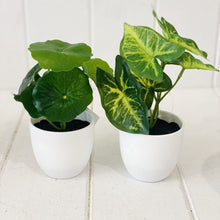 Load image into Gallery viewer, Liven up your indoor spaces with our Artificial Taro & Lotus in White Pot. Perfect for a windowsill display or adding a splash of green to a bathroom or bedroom, without the hassle of maintenance. Approx: 15cm.| Bliss Gifts & Homewares | Unit 8, 259 Princes Hwy Ulladulla | South Coast NSW | Online Retail Gift & Homeware Shopping | 0427795959, 44541523