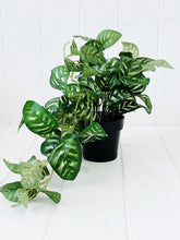 Load image into Gallery viewer, Liven up your indoor spaces with our Artificial Trailing Greenery in Pot. They cascade over an edge or tumble from the pot in a hanging basket, softening hard edges and adding colour and texture. Approx: 38cm.| Bliss Gifts & Homewares | Unit 8, 259 Princes Hwy Ulladulla | South Coast NSW | Online Retail Gift & Homeware Shopping | 0427795959, 44541523
