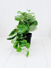 Load image into Gallery viewer, Liven up your indoor spaces with our Artificial Trailing Greenery in Pot. They cascade over an edge or tumble from the pot in a hanging basket, softening hard edges and adding colour and texture. Approx: 38cm.| Bliss Gifts & Homewares | Unit 8, 259 Princes Hwy Ulladulla | South Coast NSW | Online Retail Gift & Homeware Shopping | 0427795959, 44541523