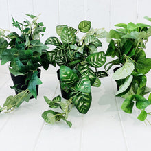 Load image into Gallery viewer, Liven up your indoor spaces with our Artificial Trailing Greenery in Pot. They cascade over an edge or tumble from the pot in a hanging basket, softening hard edges and adding colour and texture. Approx: 38cm.| Bliss Gifts & Homewares | Unit 8, 259 Princes Hwy Ulladulla | South Coast NSW | Online Retail Gift & Homeware Shopping | 0427795959, 44541523