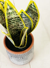 Load image into Gallery viewer, Bring a bit of botanical beauty into your abode with this faux Sansevieria in Terracotta Pot. Set within a round terracotta pot finished in a black & white pattern, this piece is crafted from plastic in shades of green to mimic the look of Sansevieria. 23cm.| Bliss Gifts & Homewares | Unit 8, 259 Princes Hwy Ulladulla | South Coast NSW | Online Retail Gift & Homeware Shopping | 0427795959, 44541523