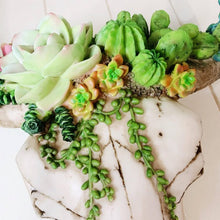 Load image into Gallery viewer, Our Succulent Cow Skull has a 3 dimensional pattern to give depth. This realistic looking sculpture is lightweight and easily wall mounted. It comes ready to hang with screws and drilling template.| Bliss Gifts & Homewares | Unit 8, 259 Princes Hwy Ulladulla | South Coast NSW | Online Retail Gift & Homeware Shopping | 0427795959, 44541523