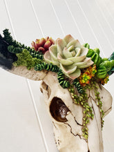 Load image into Gallery viewer, Our Succulent Cow Skull has a 3 dimensional pattern to give depth. This realistic looking sculpture is lightweight and easily wall mounted. It comes ready to hang with screws and drilling template.| Bliss Gifts & Homewares | Unit 8, 259 Princes Hwy Ulladulla | South Coast NSW | Online Retail Gift & Homeware Shopping | 0427795959, 44541523
