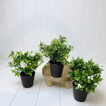 Load image into Gallery viewer, Our artificial potted greenery is perfect for adding some colour to your shelves, or hard to grow places. Pair with one of our many styles of pots and create a windowsill garden without the hassle of maintenance. 19cm.| Bliss Gifts & Homewares | Unit 8, 259 Princes Hwy Ulladulla | South Coast NSW | Online Retail Gift & Homeware Shopping | 0427795959, 44541523