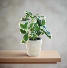 Load image into Gallery viewer, Artificial Green Leaf Pot - 28 cm
