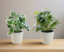 Load image into Gallery viewer, Artificial Green Leaf Pot - 28 cm